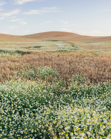 Champ de blé en été avec des marguerites en fleurs