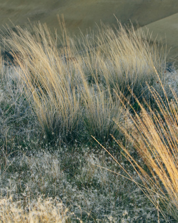 Graminées soufflant dans le vent